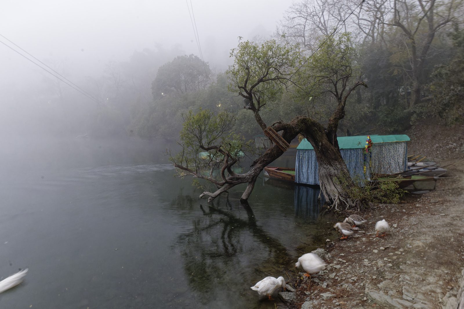 Ancient Mossy Tree over Kumaon Forest - Gnarled tree reaches over in Kumaon hills, Uttarakhand