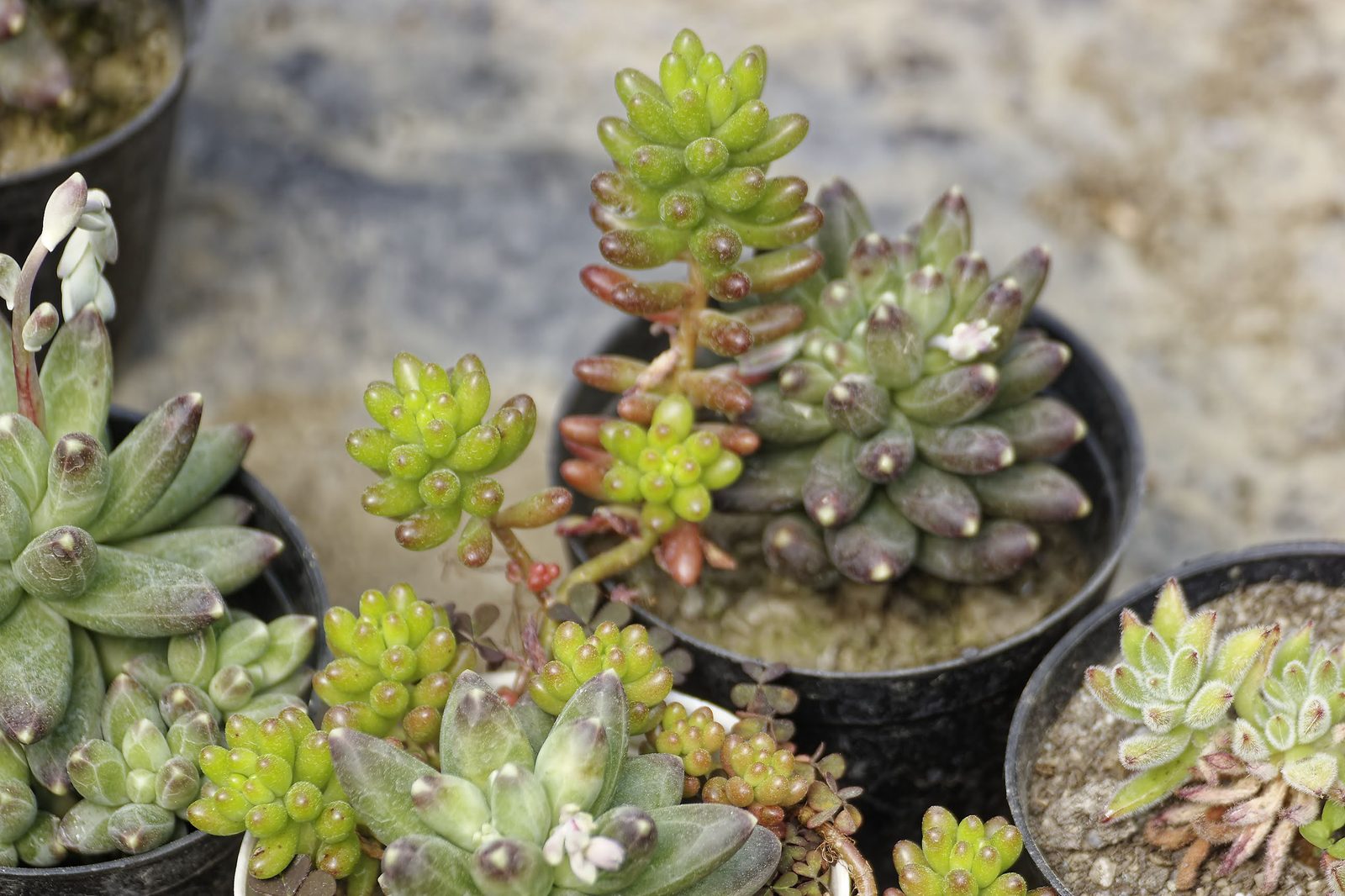 Himalayan Stonecrop Sedum in natural habitat