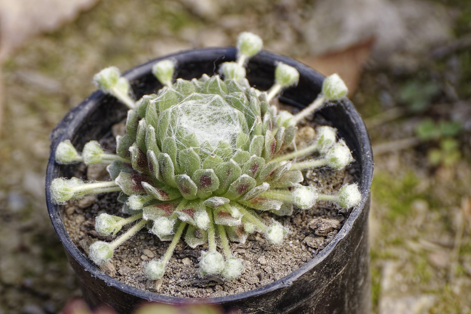 Sempervivum rosette naturalised on stone surface