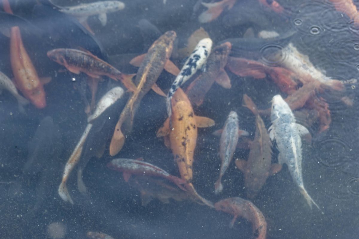 Golden Mahseer fingerling aquatic monitoring