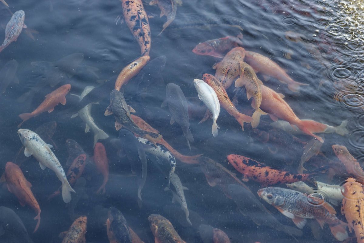 Snow Trout biological field inspection
