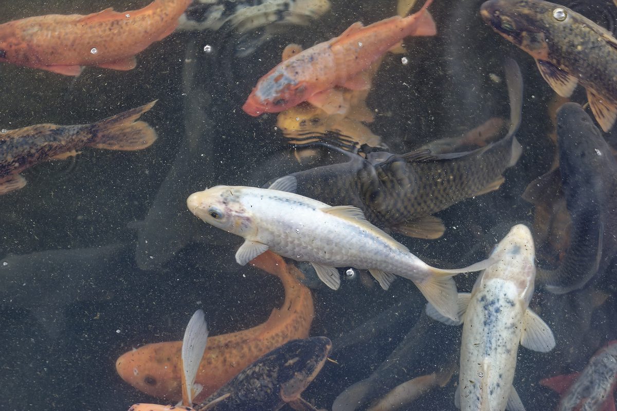 Himalayan fish habitat water sample site