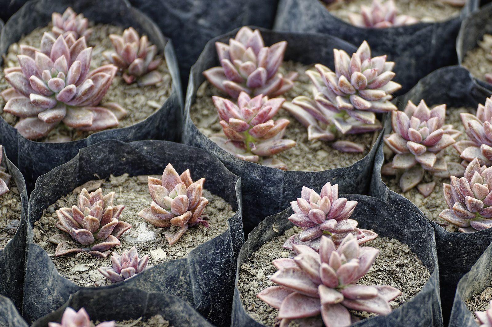 Sempervivum colony on village slate roof