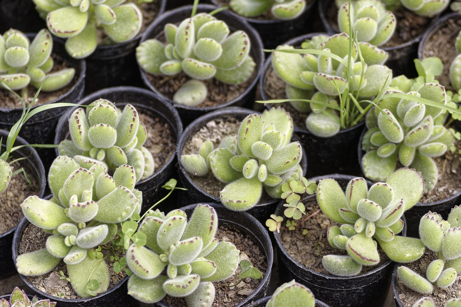 Sedum linearifolium late season growth
