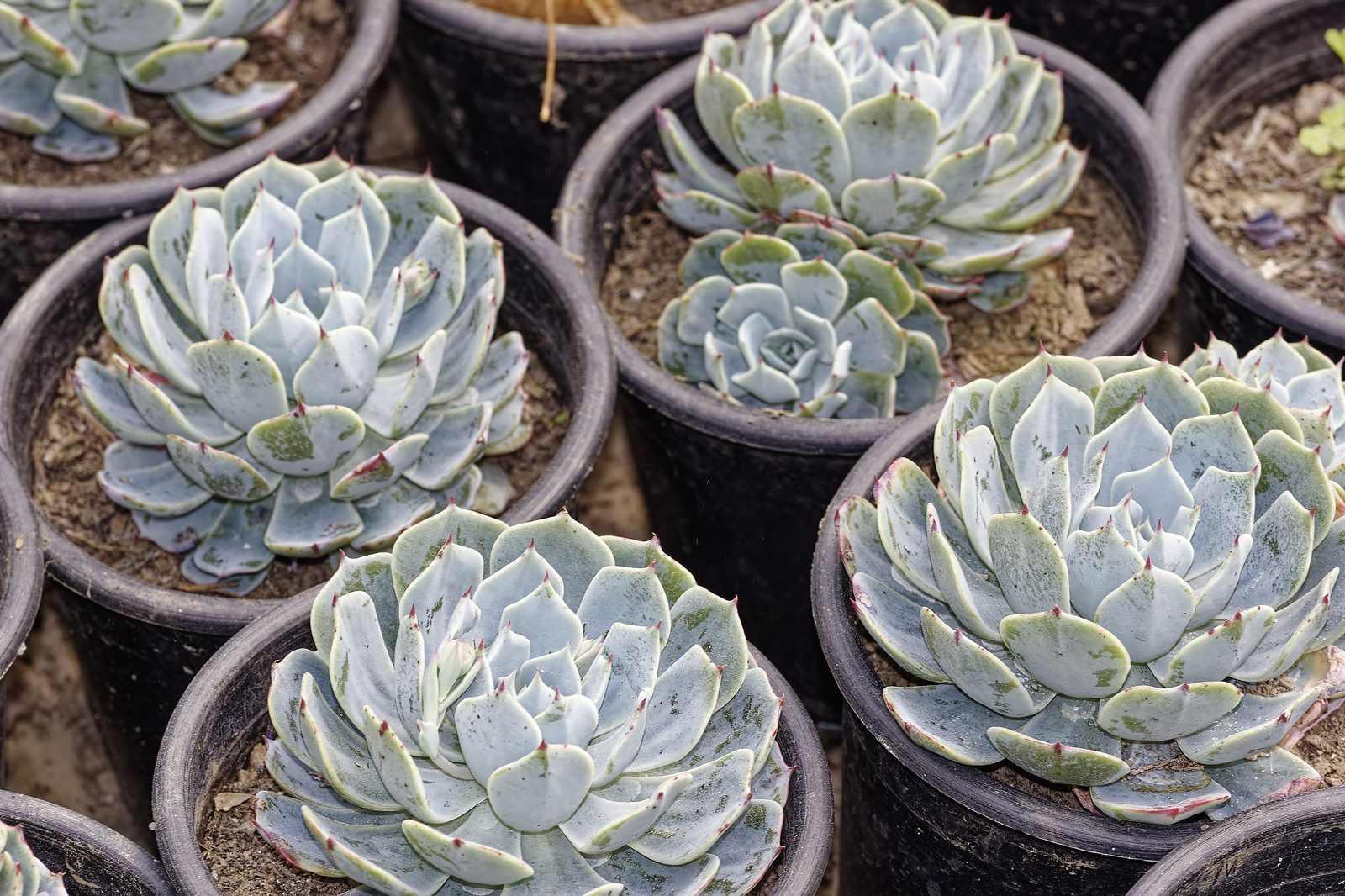 Houseleek rosettes photographed in situ