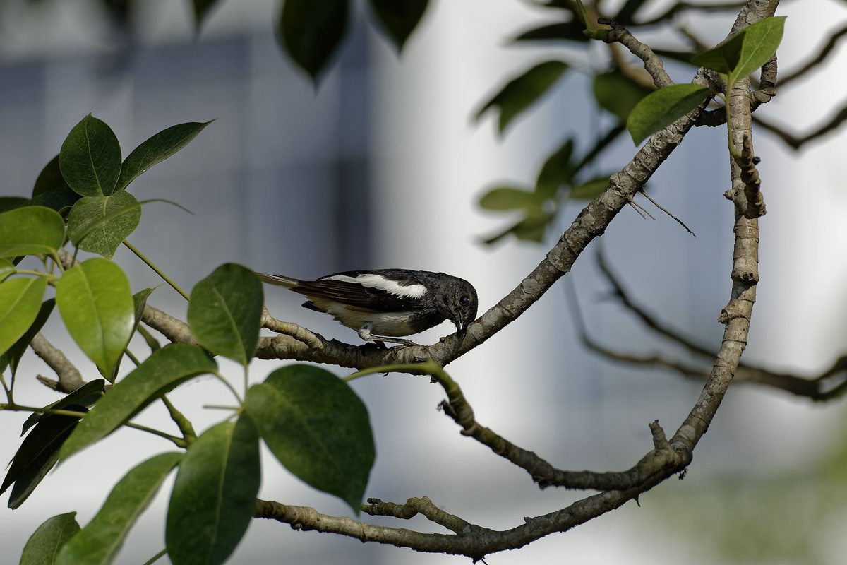 Oriental Magpie-Robin Male - Inspecting the canopy foliage for beetles and caterpillars.