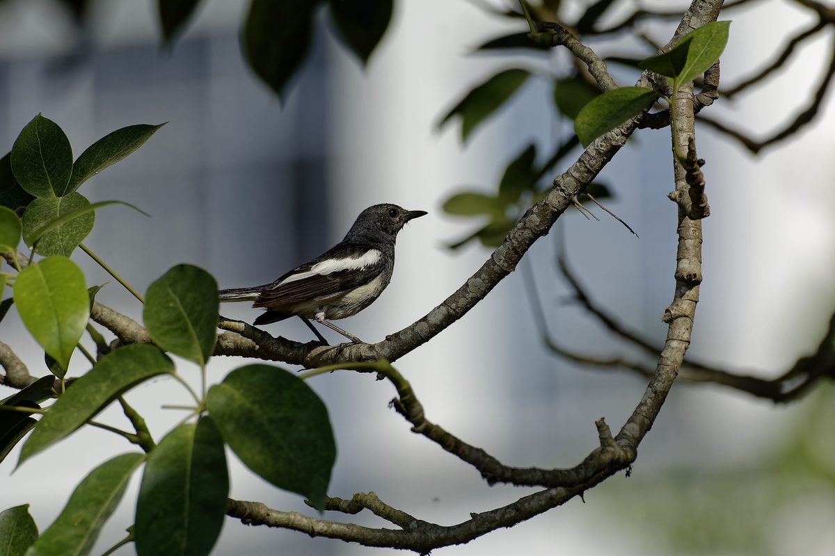 Oriental Magpie-Robin
