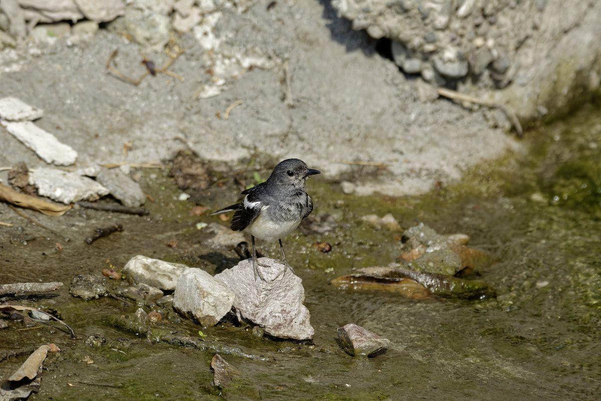 Oriental Magpie-Robin Female - Displaying classic sooty-grey breast plumage, foraging on a rock at a water inlet.