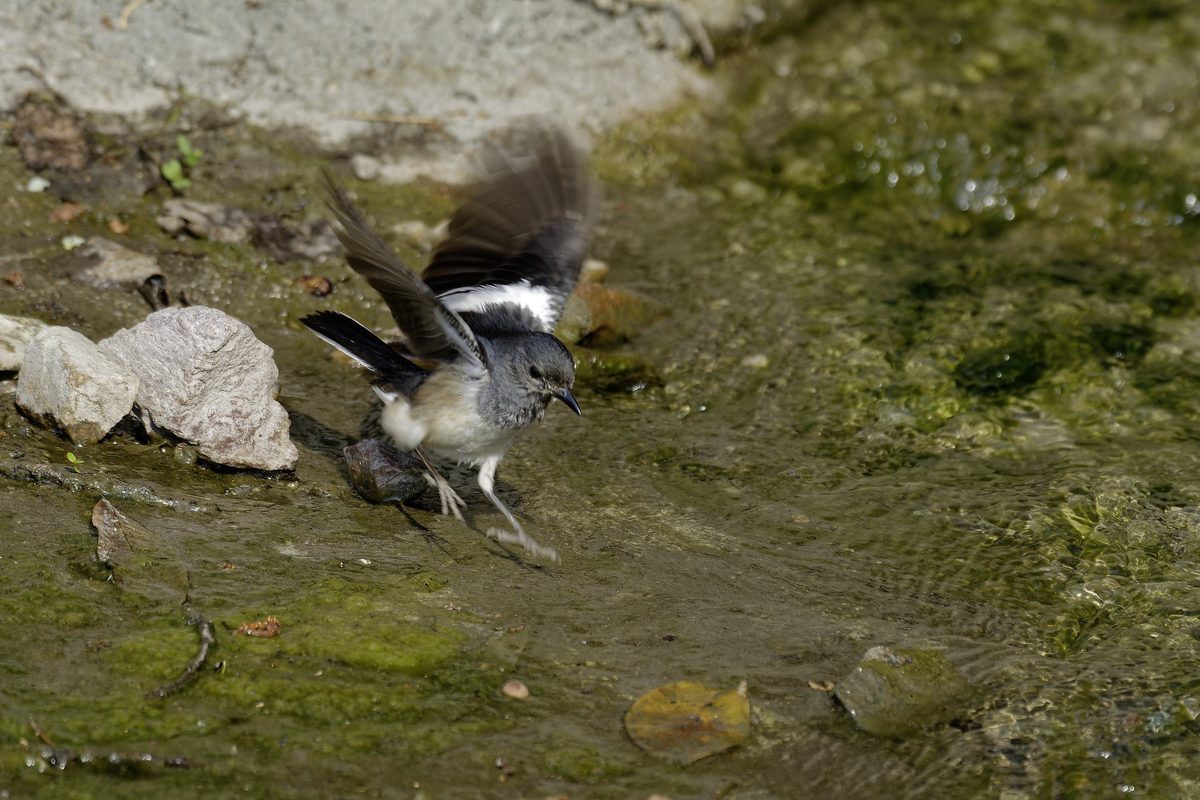 Oriental Magpie-Robin - Action flight shot showing wings unfurled as the bird takes off near the mossy bank.