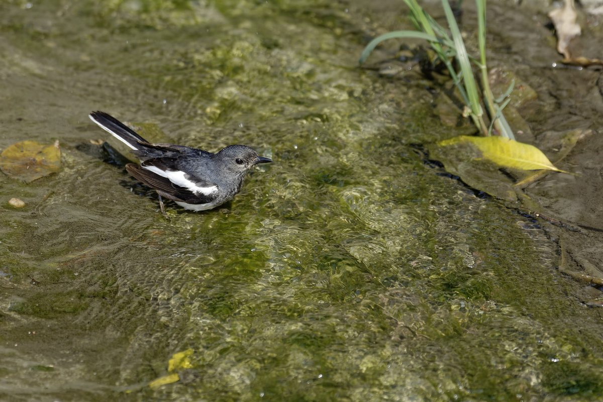 Oriental Magpie-Robin - Standing calmly in shallow, slow-moving clear mountain spring water.
