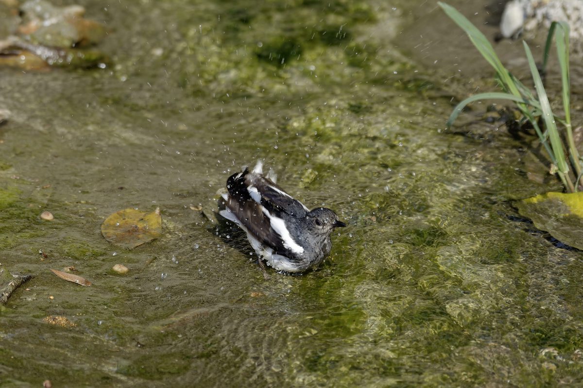 Oriental Magpie-Robin Bathing - Dynamic splashing sequence capturing rapid wing beats and water droplets mid-air.
