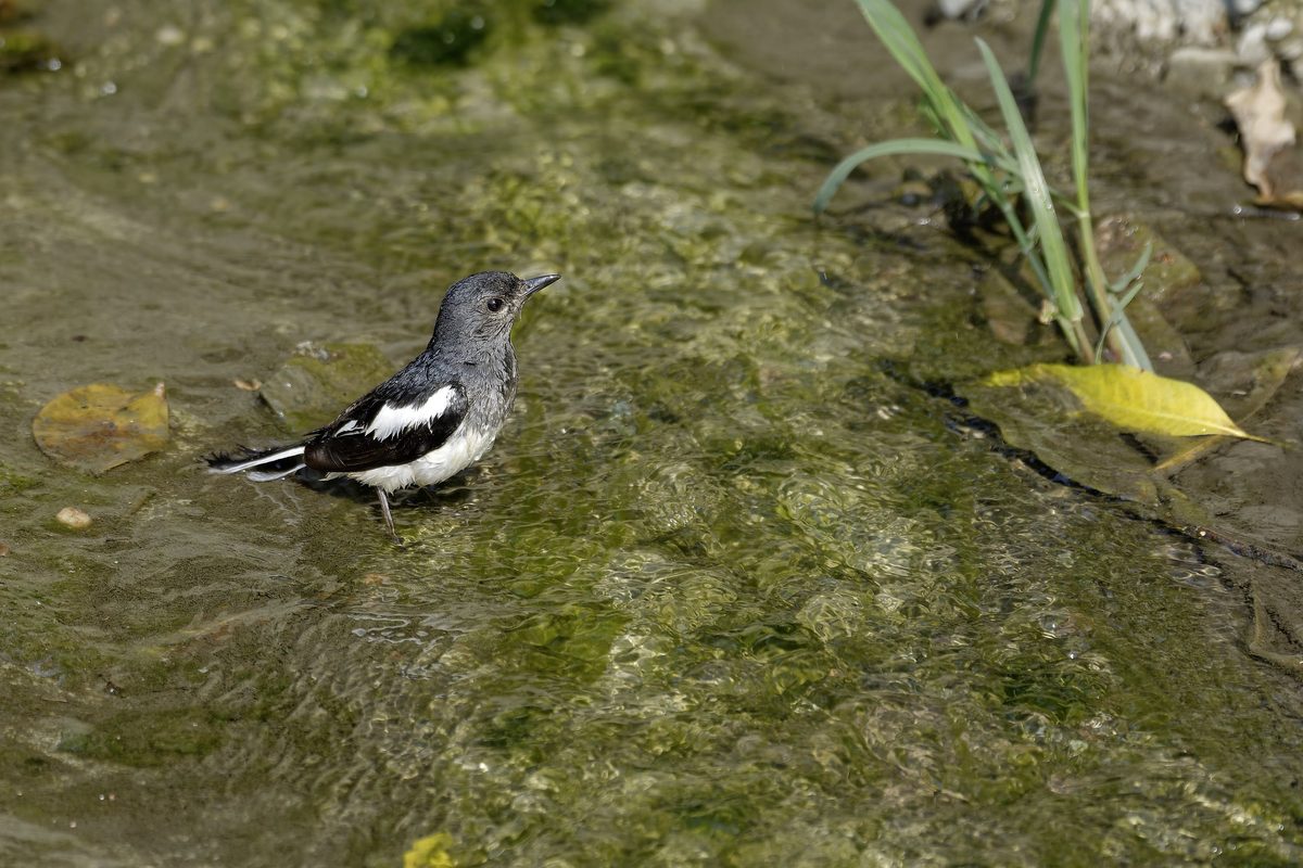 Oriental Magpie-Robin Post-Bath - Perched alertly in shallow water, shaking out wet feathers after an active wash.