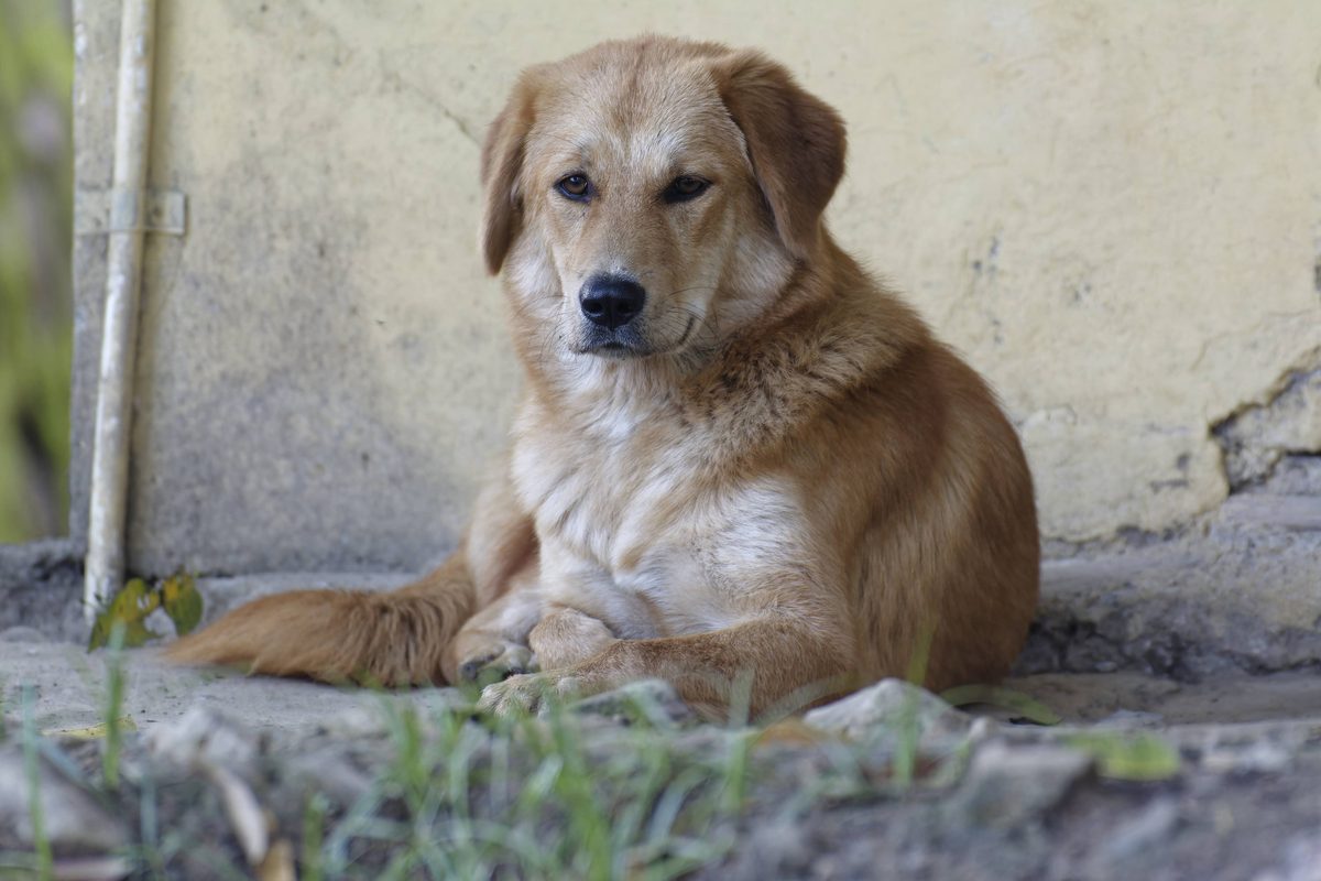Loyal village dog resting peacefully outdoors in Bohragaon