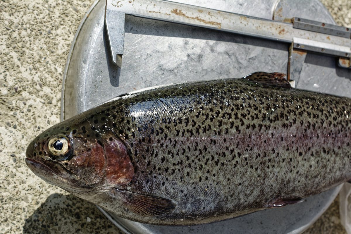 High-altitude fish husbandry facility