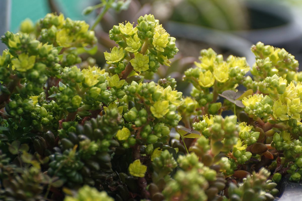 Himalayan Stonecrop on dry rocky outcrop