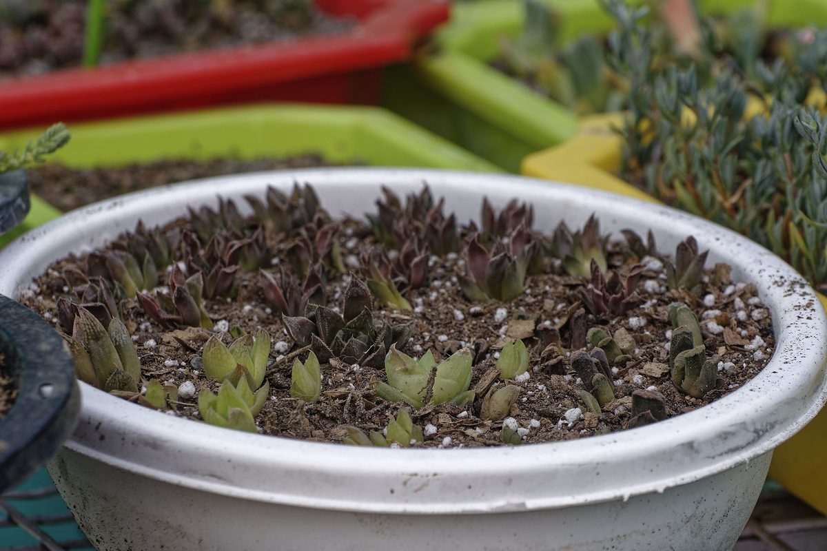 Himalayan Houseleek photographed near Bohragaon