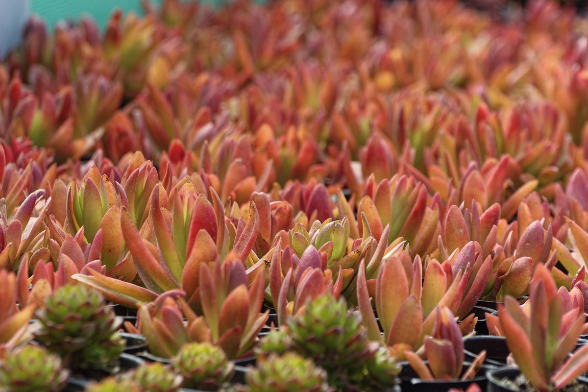 Sedum alongside mossy forest undergrowth