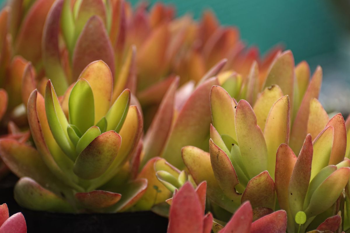 Yellow autumnal Sedum flowers on hillside