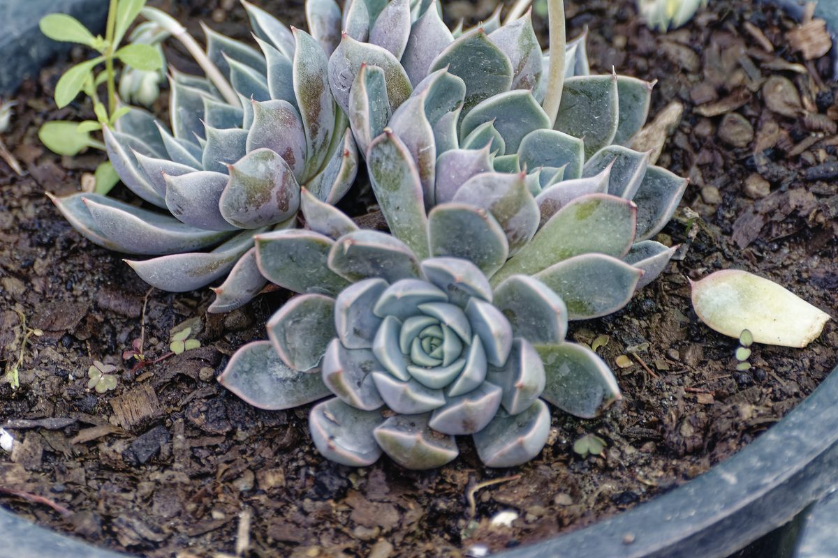 Sempervivum spreading across terraced stonewall