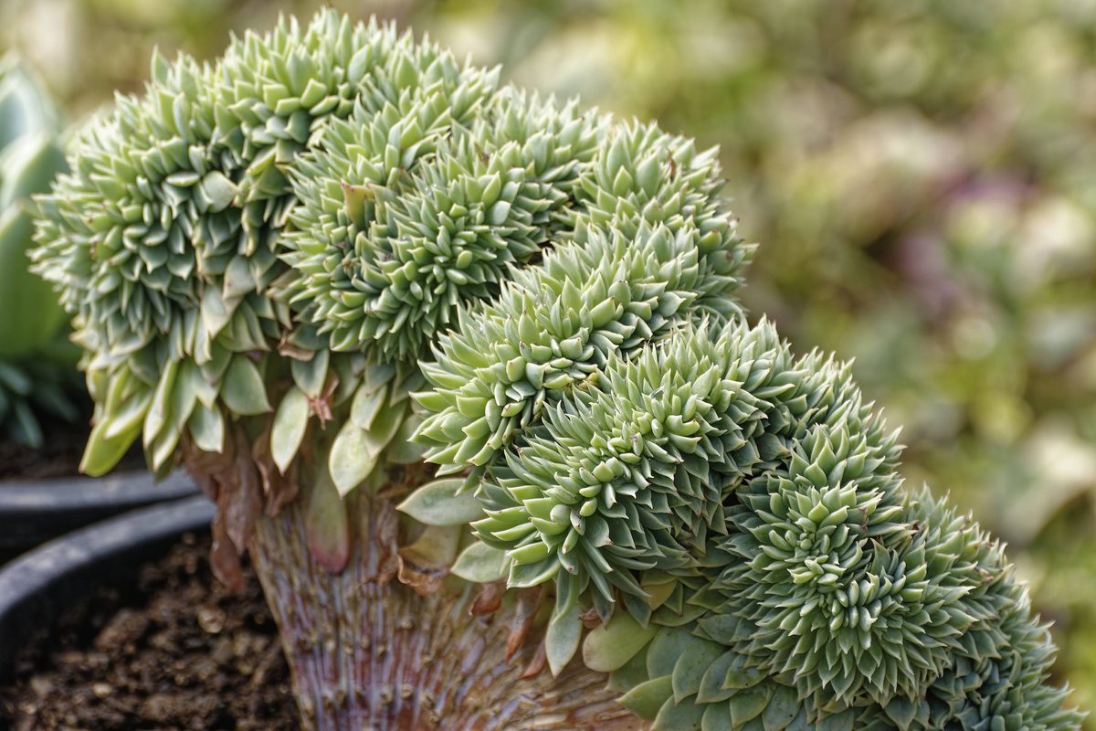 Sedum flourishing in granite rock crevice