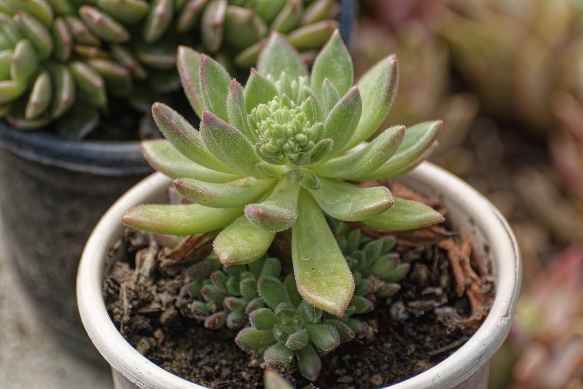 Stonecrop spreading across slate roof tiles