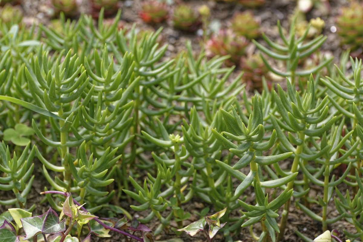 Needle-like Sedum leaves detail photo