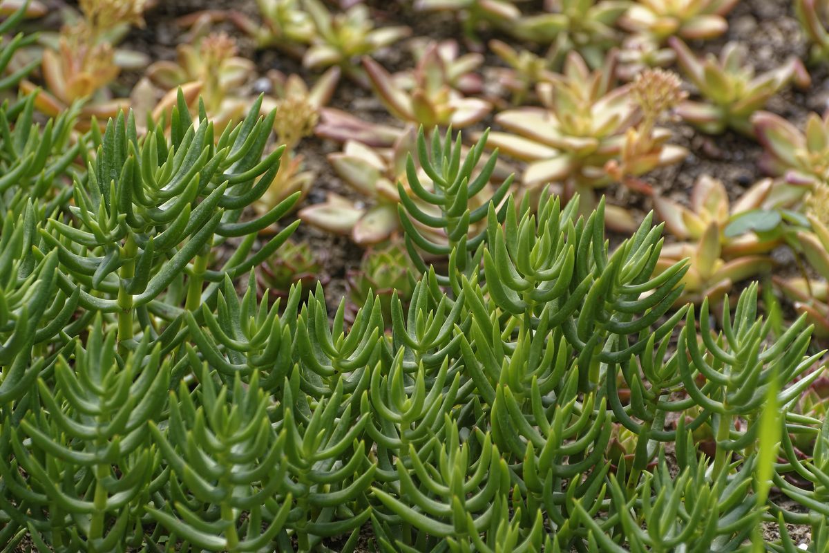Compact Sedum patch on mossy stonewall