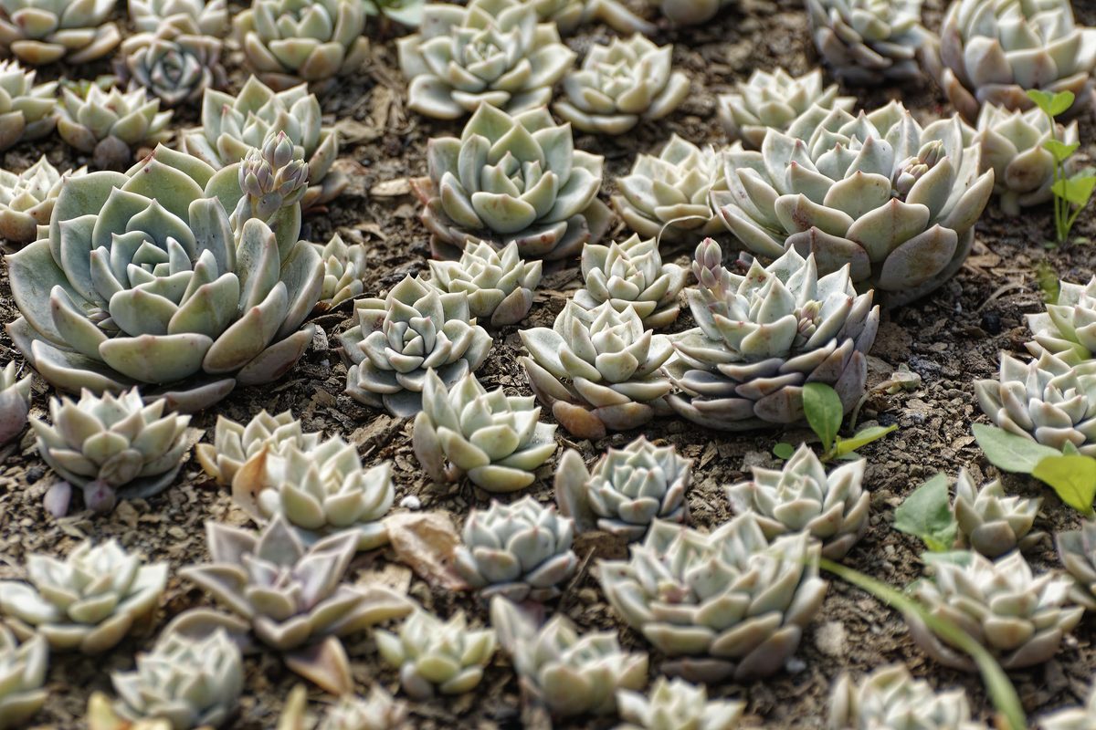 Houseleek rosettes on mossy stonewall