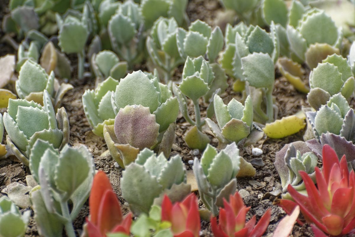 Sedum in morning light near Naukuchiatal lake