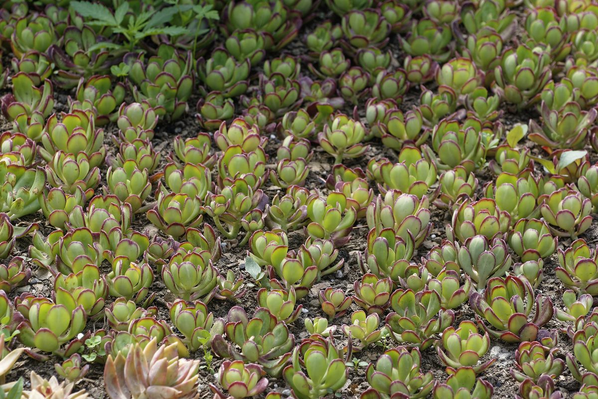 Himalayan Stonecrop on dry terraced farm wall