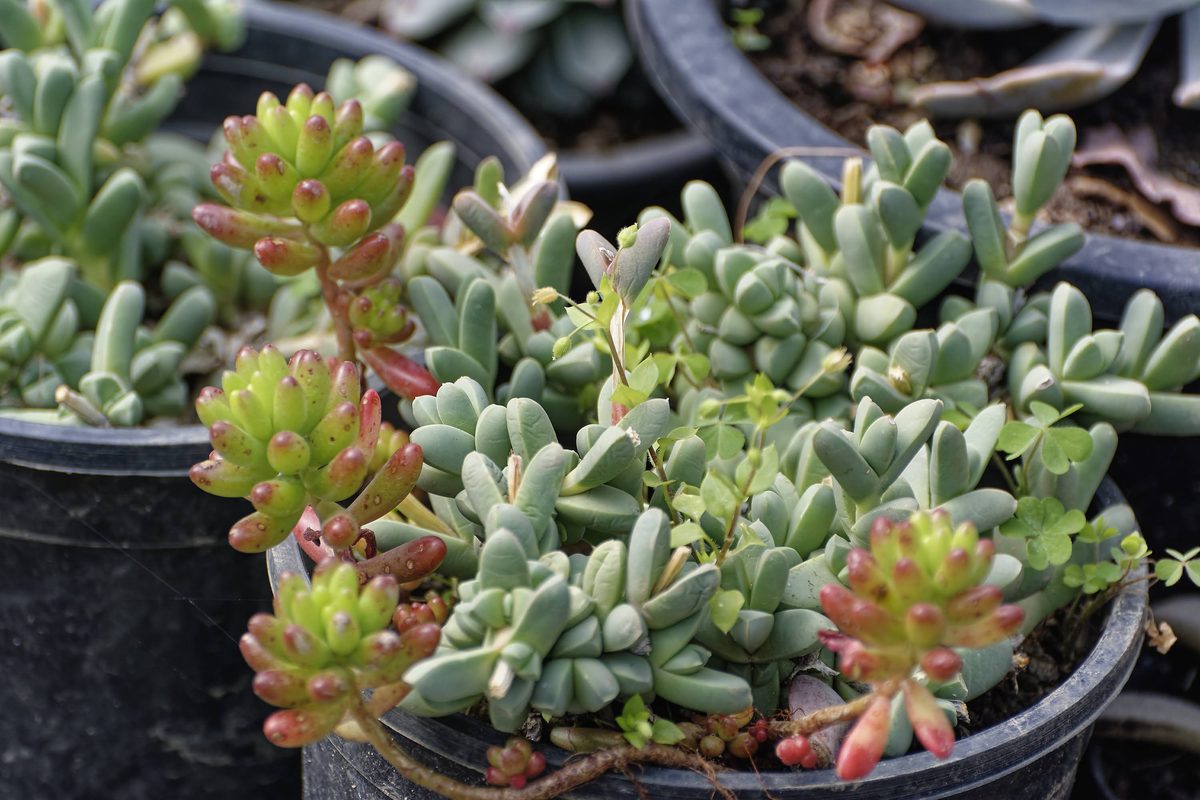 Pale succulent stems between rock slabs