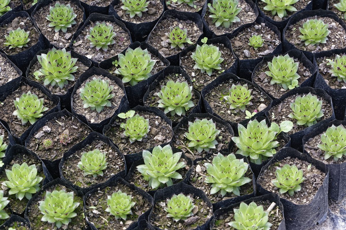 Compact Houseleek rosette in full sun