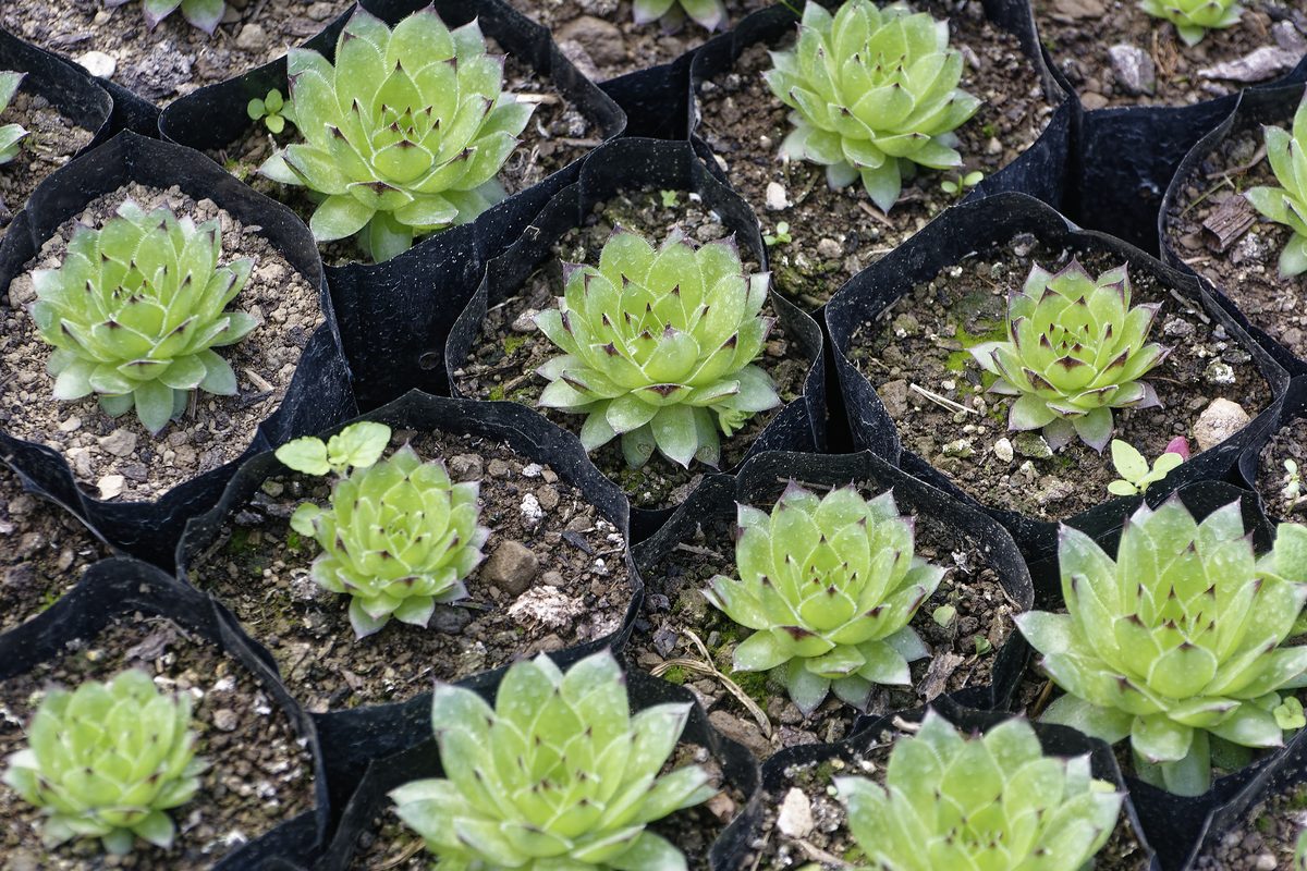 Houseleek growing on rocky exposed ledge
