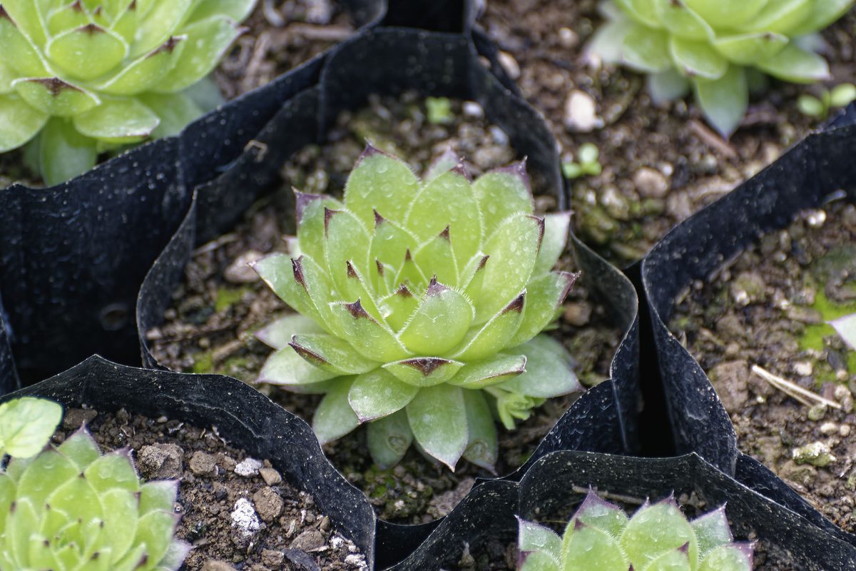 Sempervivum rosette detail with anthocyanin tips