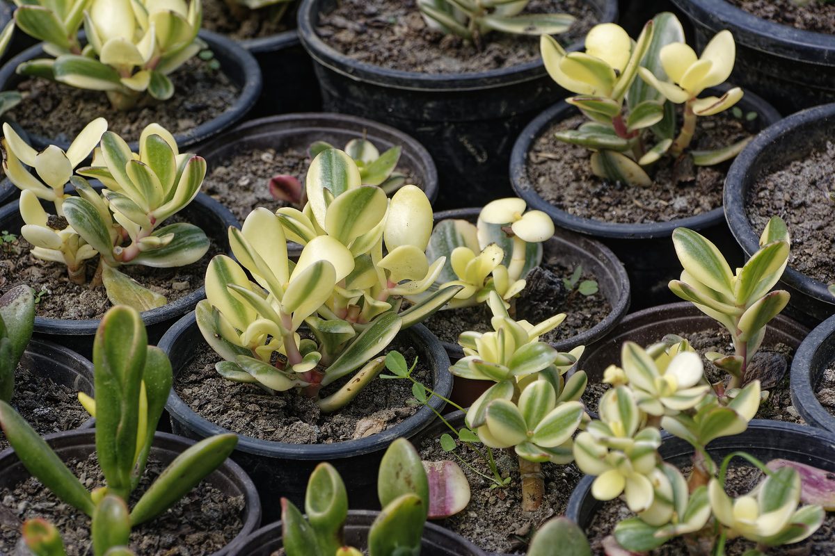 Golden star Sedum blossoms in autumn
