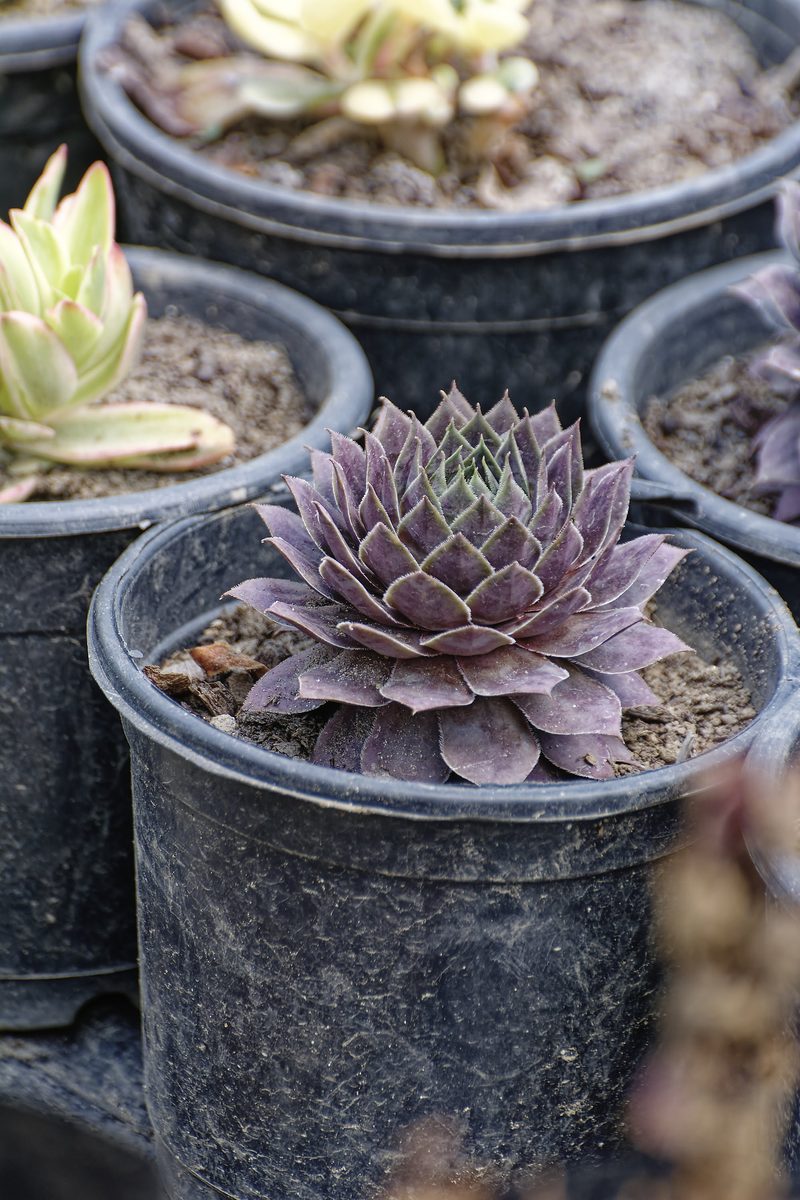Himalayan Houseleek in mountain rock crevice