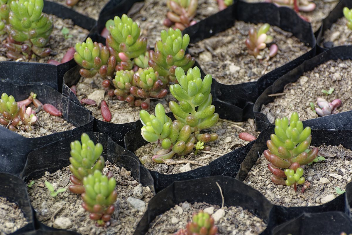Stonecrop forming dense erosion-binding mat