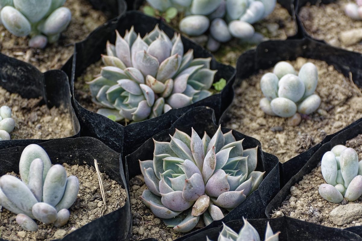 Dense Sempervivum mat on Kumaon cottage roof