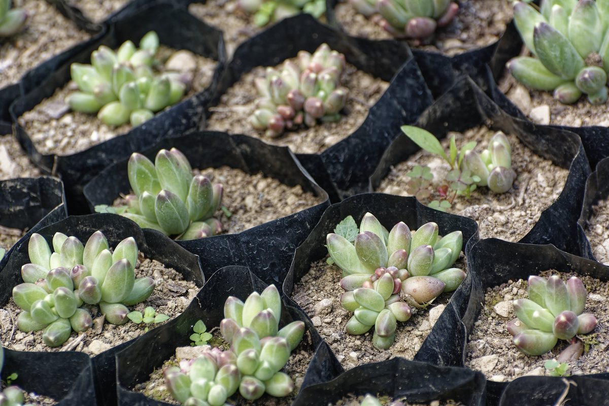 Sedum linearifolium fleshy leaves in autumn