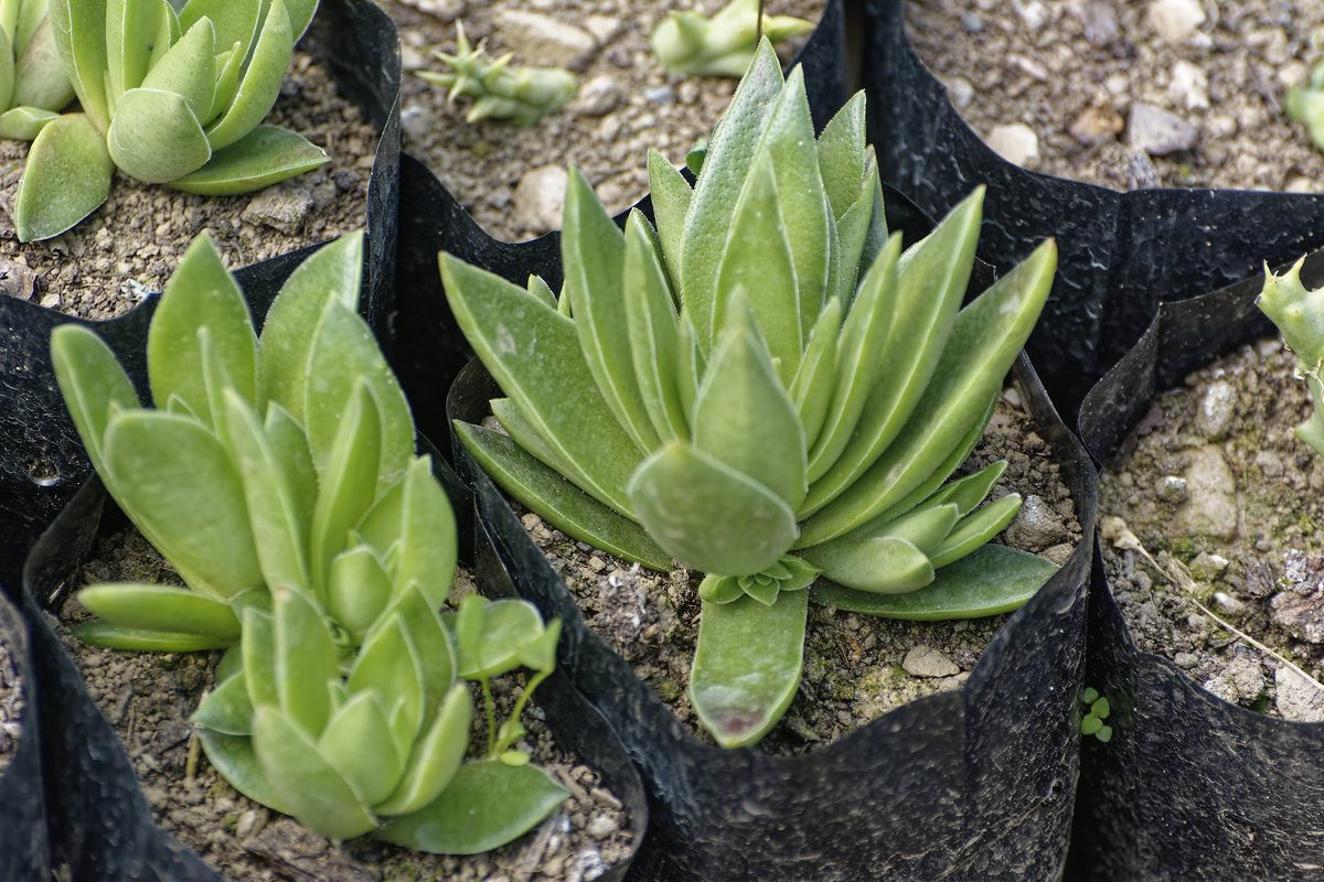 Houseleek chicks on stolon growing from parent rosette