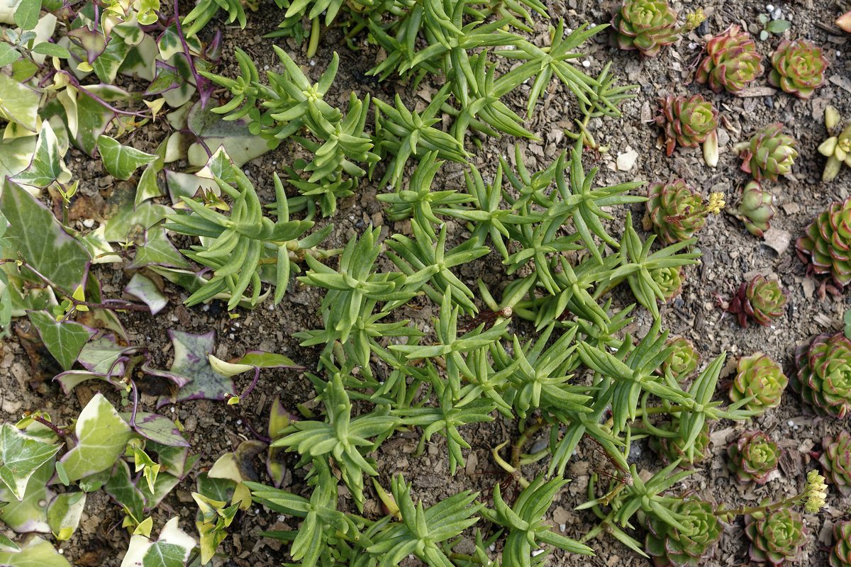 Dense Himalayan Stonecrop Sedum on rock surface