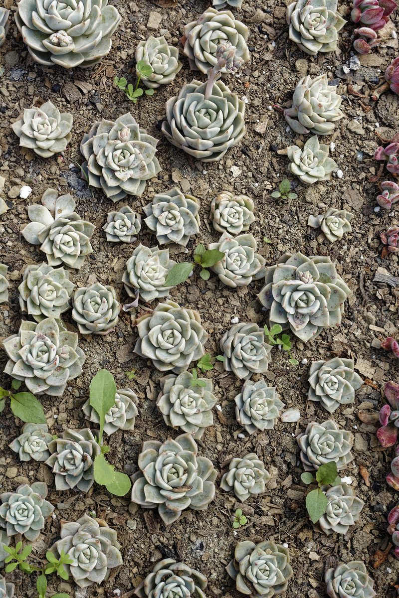 Himalayan Houseleek Sempervivum rosette