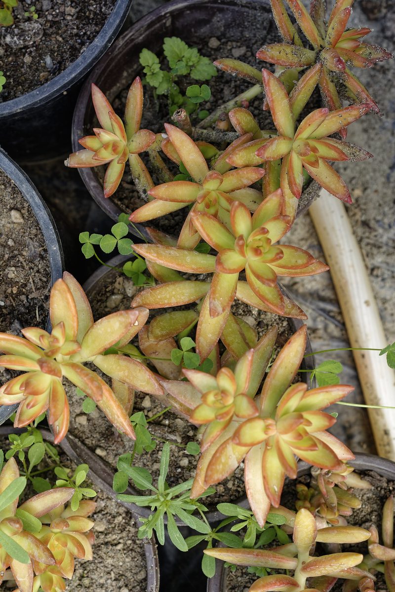 Stonecrop succulent in morning dew – Bhimtal