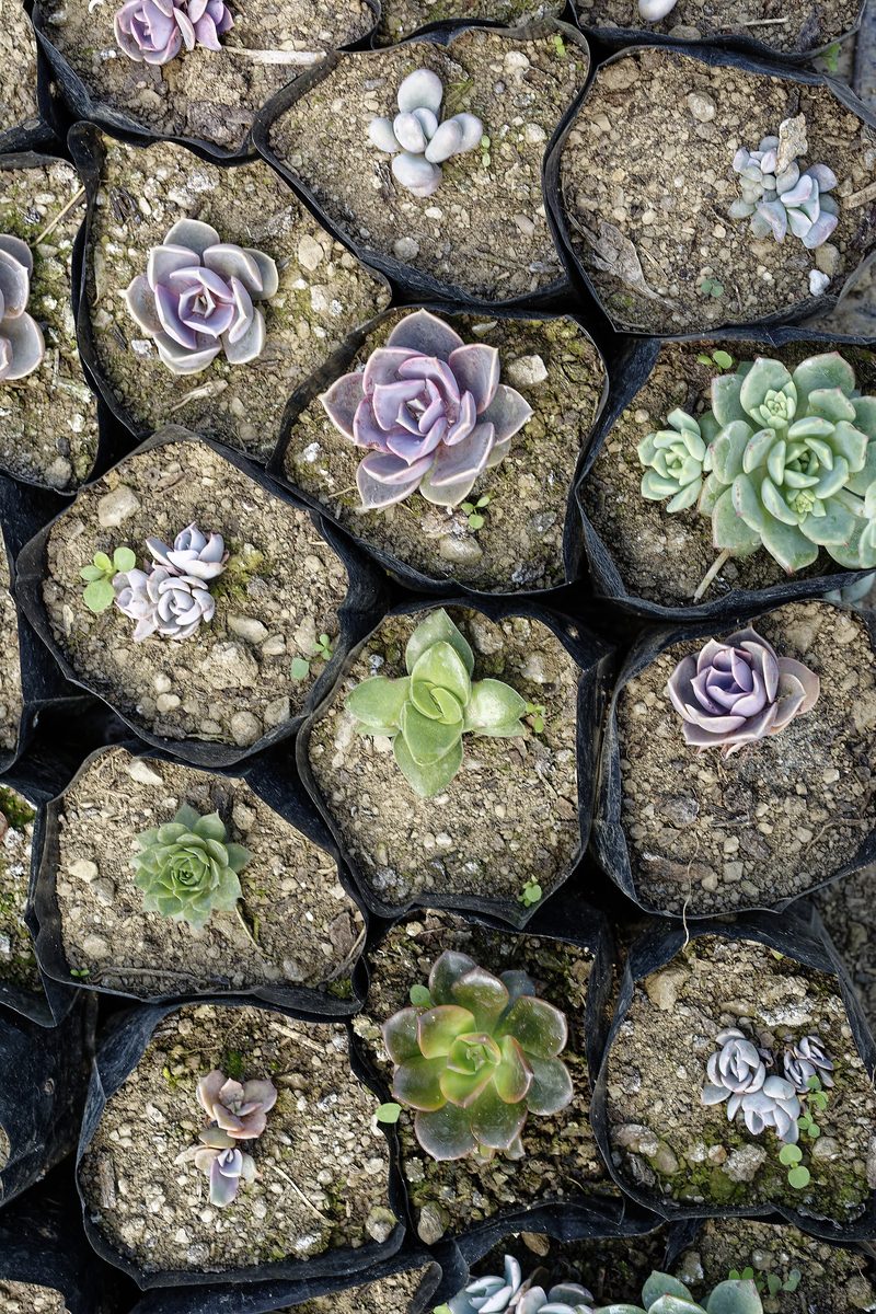 Alpine Sempervivum rosette with red-tipped leaves