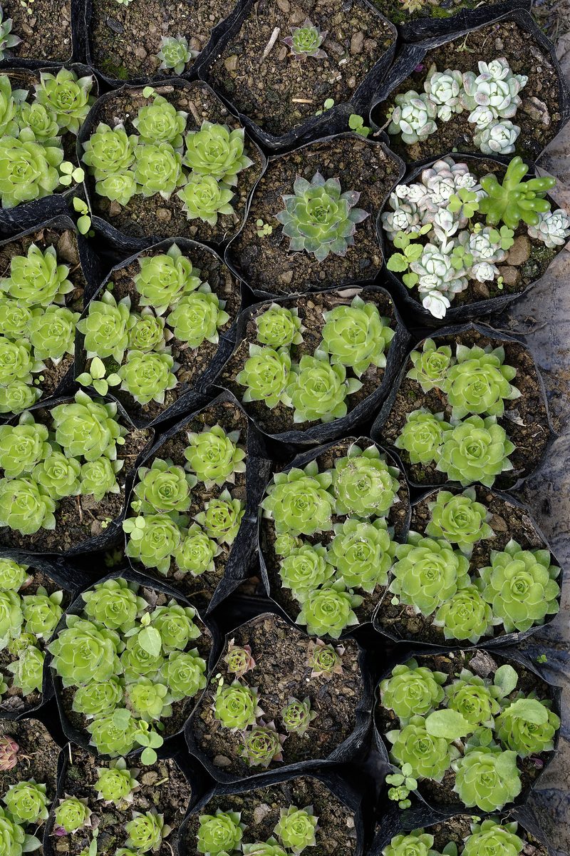 Houseleek colony blanketing north-facing slate cliff