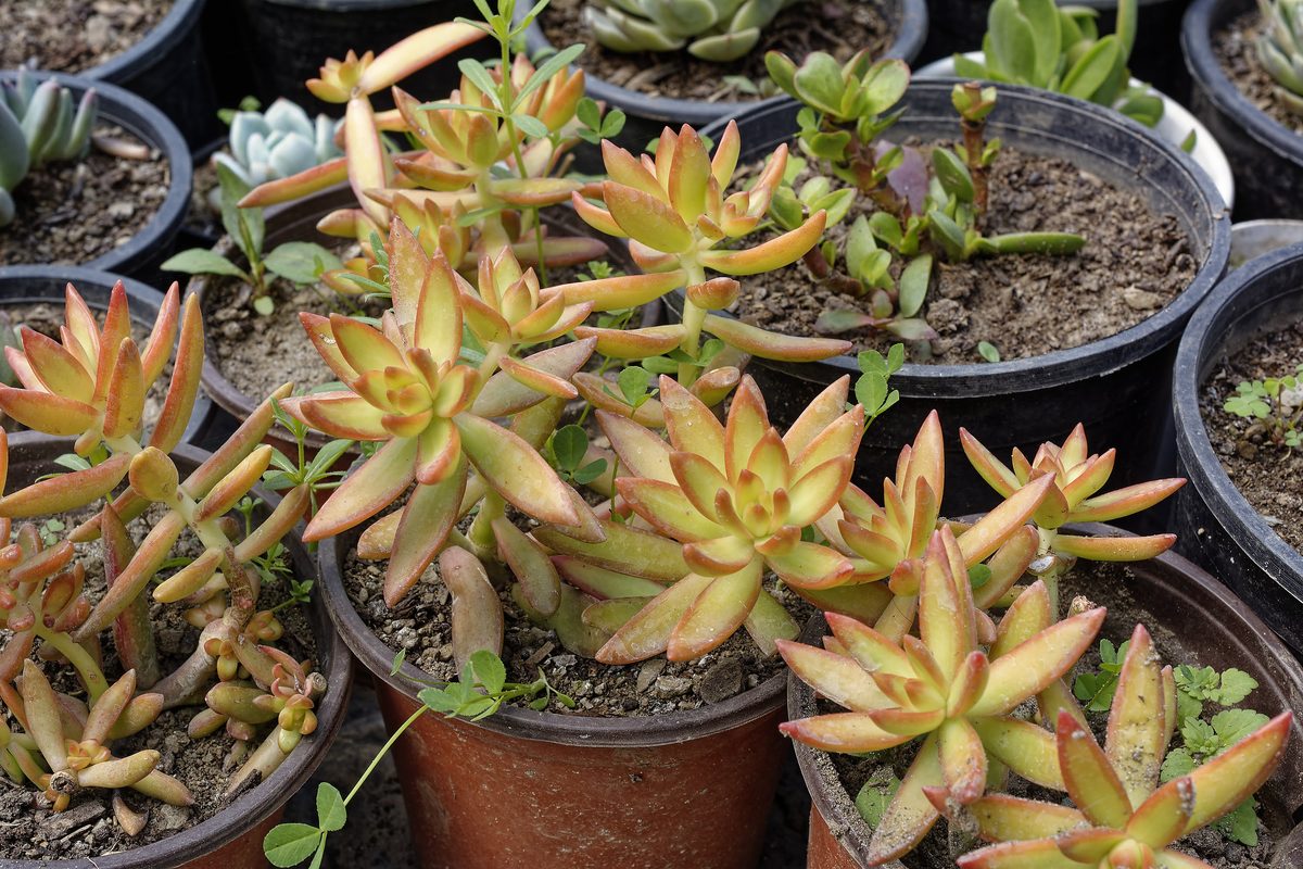 Himalayan Stonecrop close-up on granite