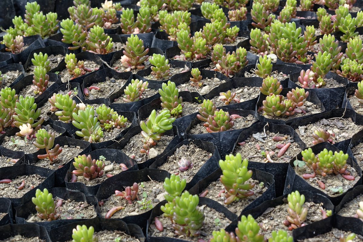 Sedum flourishing in Kumaon rock crevice