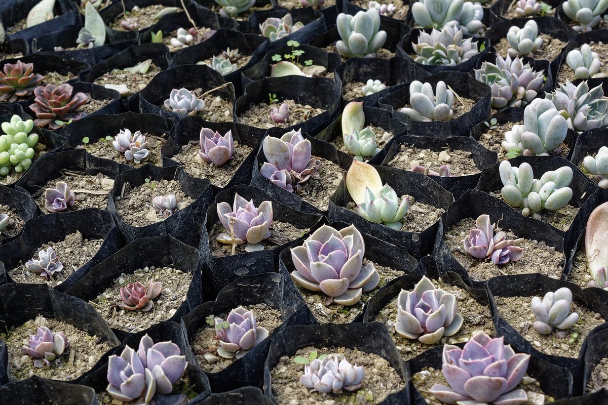 Sempervivum rosettes clustering on village rock face