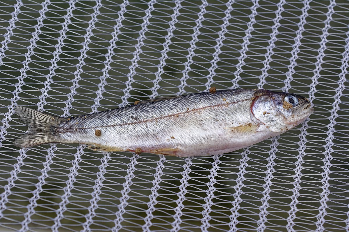 Flow-through raceways for cool-water species