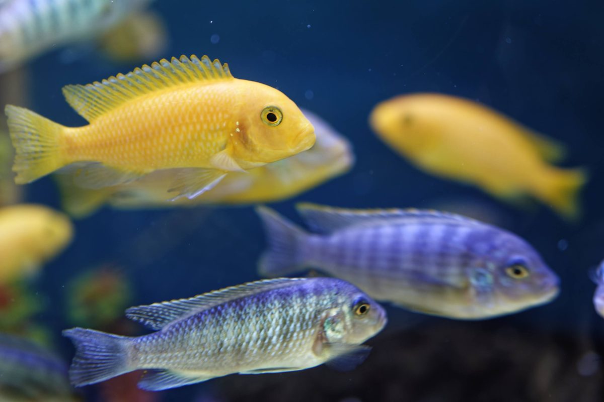 Native fish stock assessment close-up